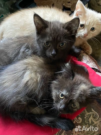 Котята в добрые руки