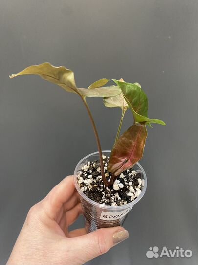 Сингониум брокант