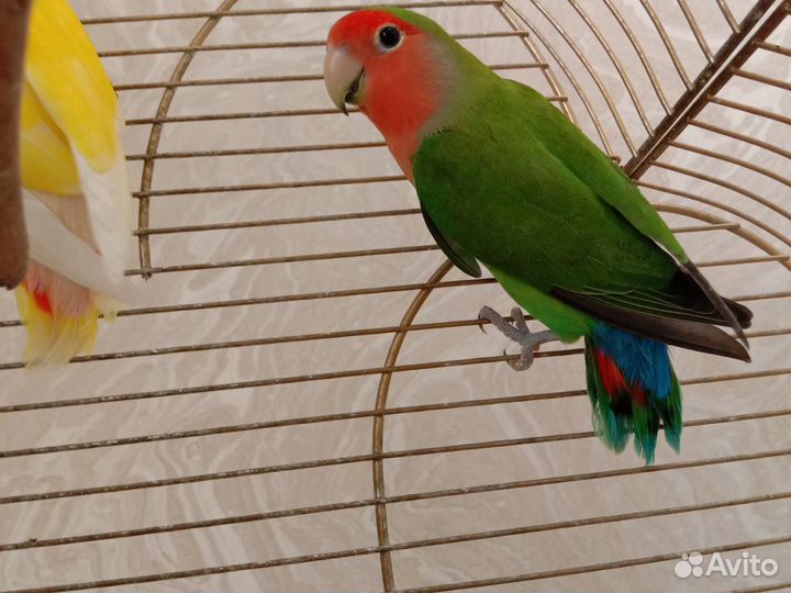 Попугаи неразлучники с клеткой