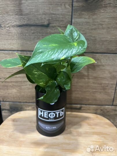 Эпипремнум