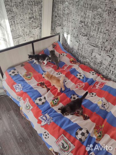 Котята в добрые руки бесплатно