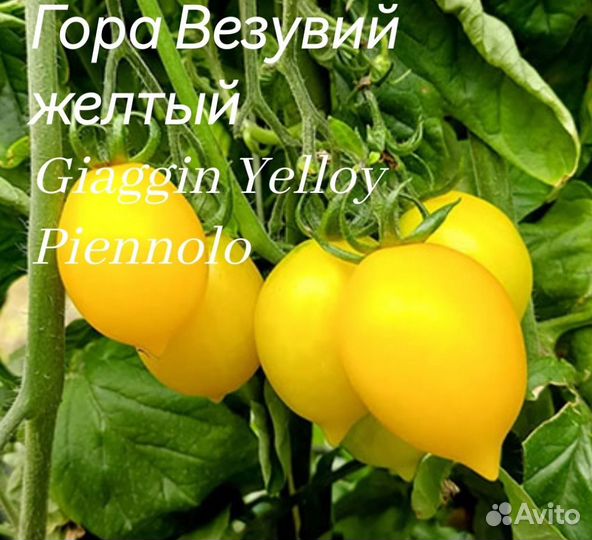 Семена коллекционных сортов томатов