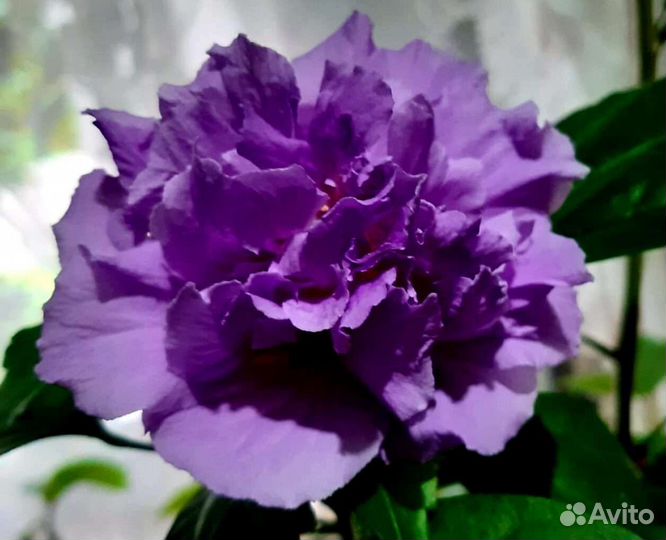 Гибискусы сортовые, комнатные