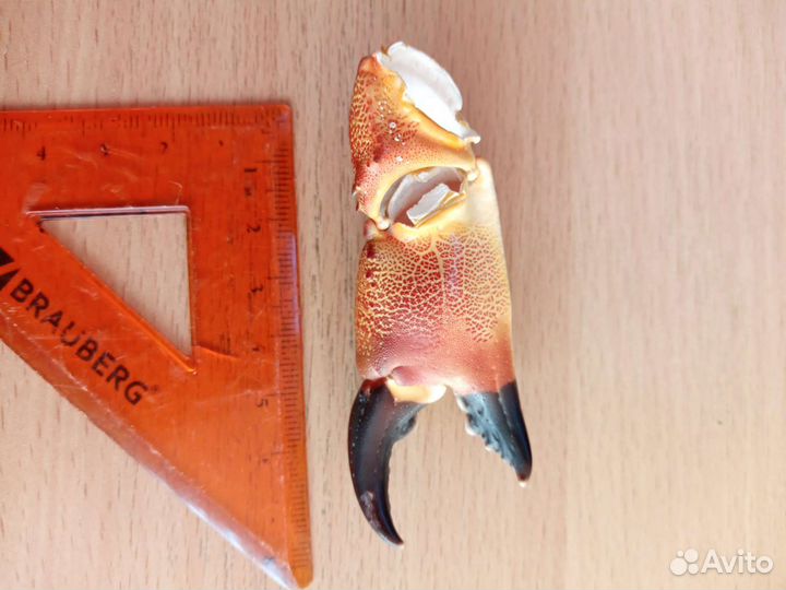 Ракушка (клешня краба)