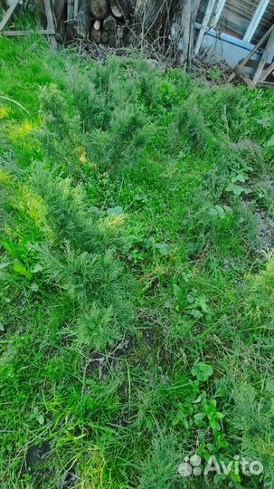 Можжевельник