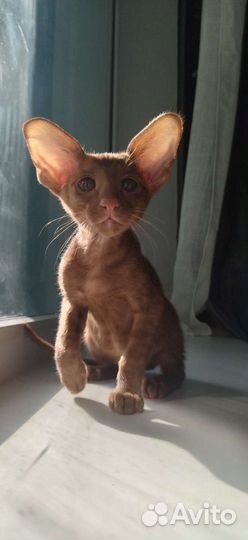 Ориентальный котенок мальчик