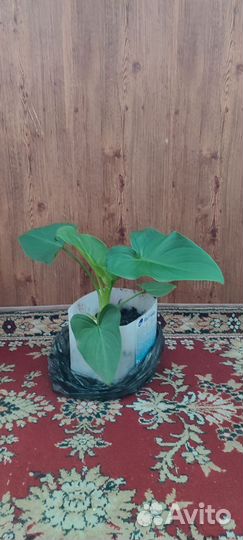 Калла белая