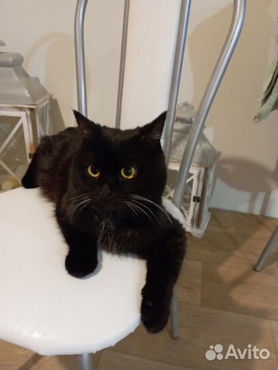 Ищем дом молодому котику