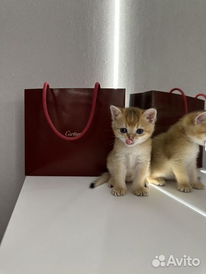Шотландские котята золотая шиншилла