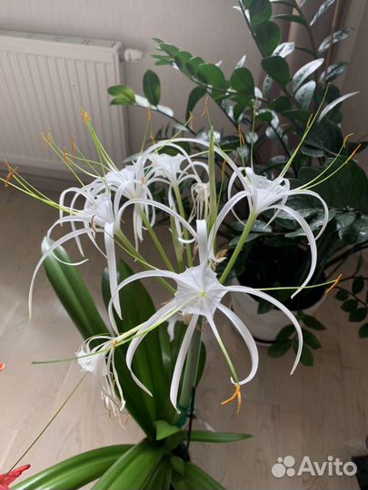 Гименокаллис Карибский