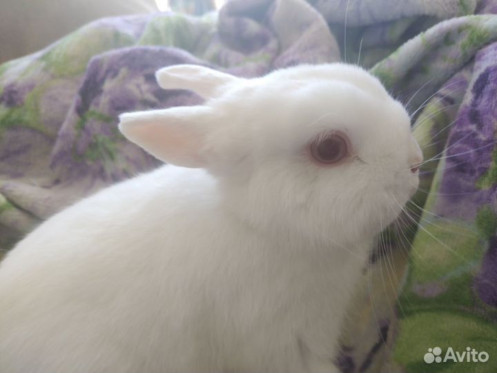 Карликовый декоративный кролик (мальчик)