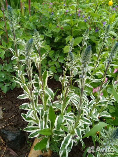 Многолетние цветы