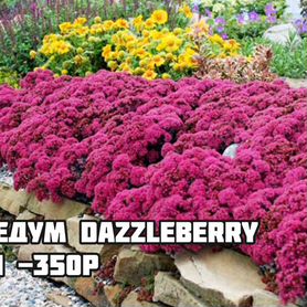 Седум dazzleberry