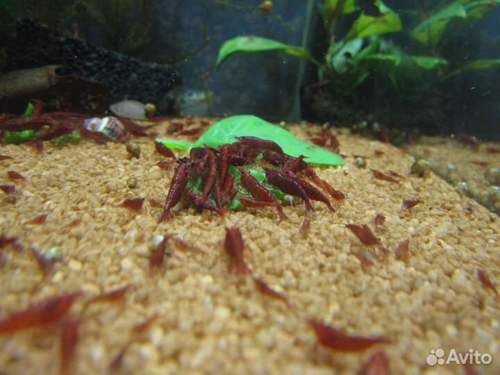 Неокардины