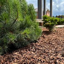 Щепа / мульча