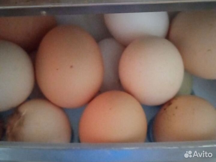 Яйцо домашнее куриные и перепелиные