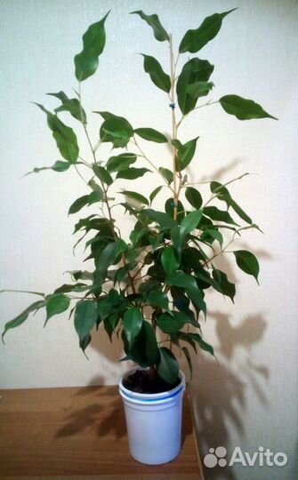 Фикус Бенджамина сорт Экзотика