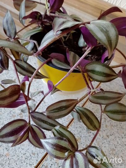 Традесканция зебрина