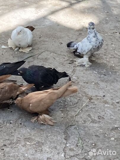 Голуби