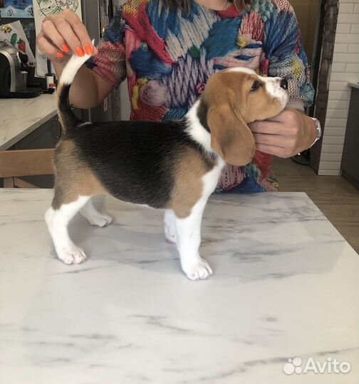 Щенки бигль