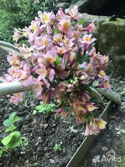 Альстромерия