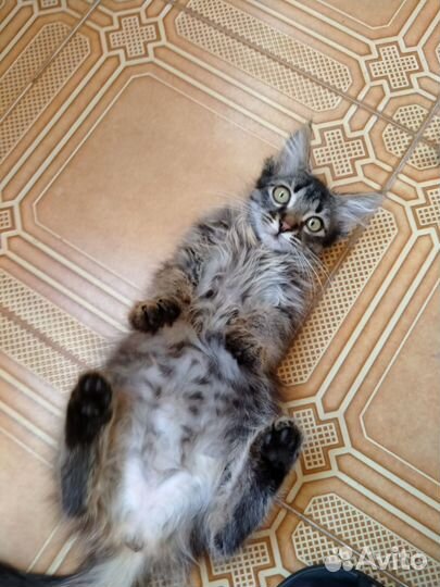 Котенок в добрые руки