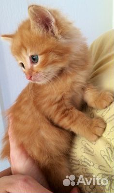 Котенок метисик Сибирячки и Мэйн Куна