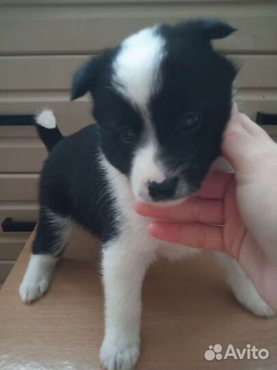 Отдам бесплатно