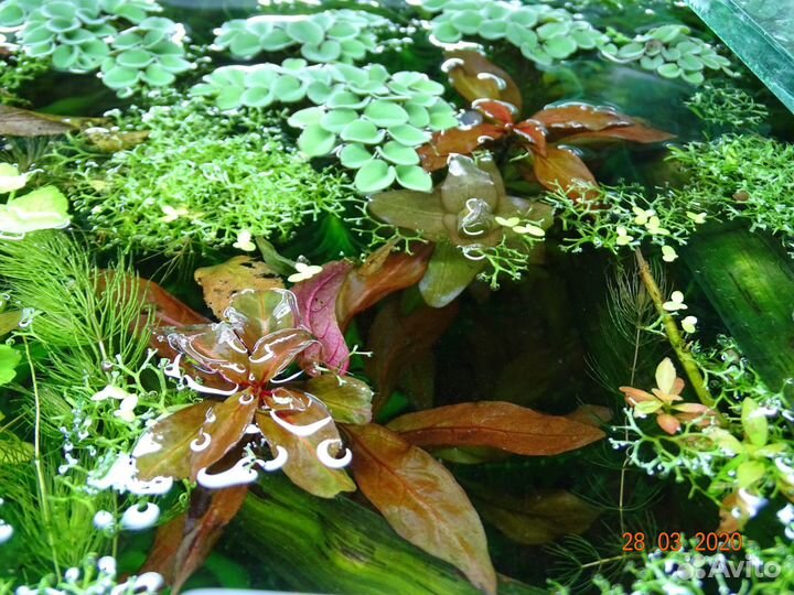 Аквариумные рыбки и растения