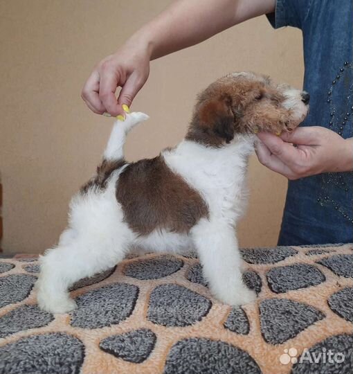Фокстерьер жш РКФ