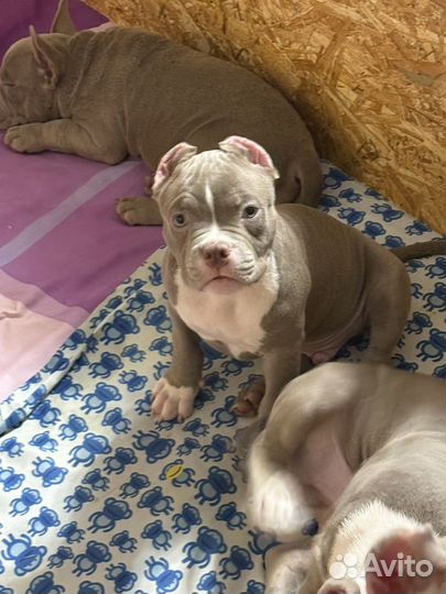 Американский булли стандарт