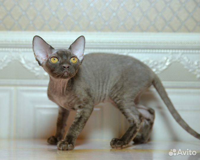 Кошечка девон рекс