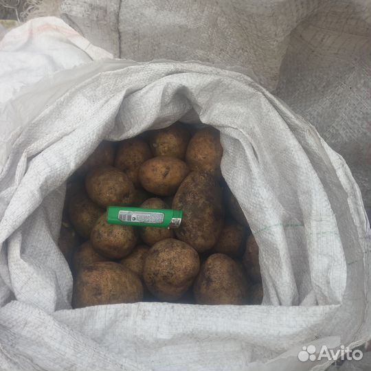 Продам картофель