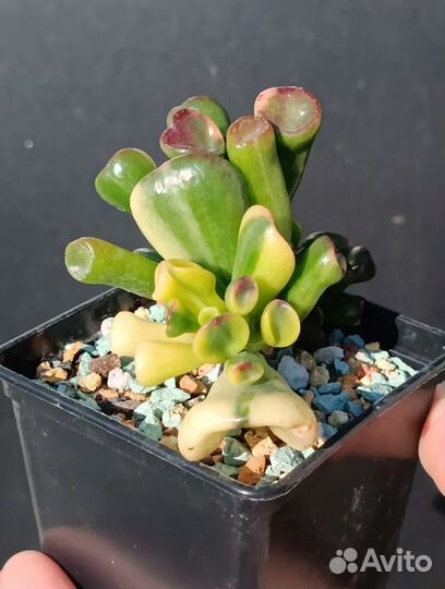 Крассула, Crassula Gollum yellow variegata