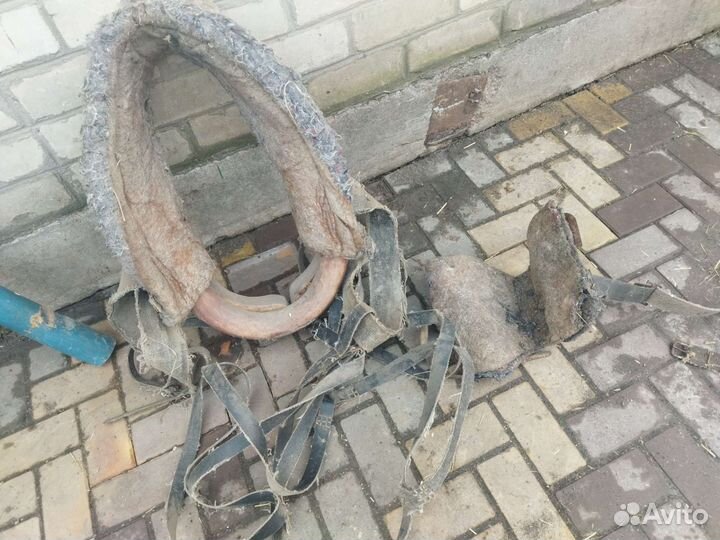 Сбруя для лошади