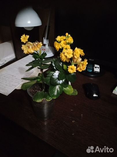 Рассада каланхоэ