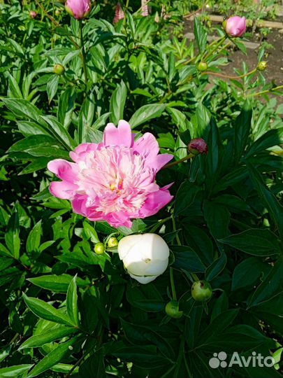 Пионы на срезку