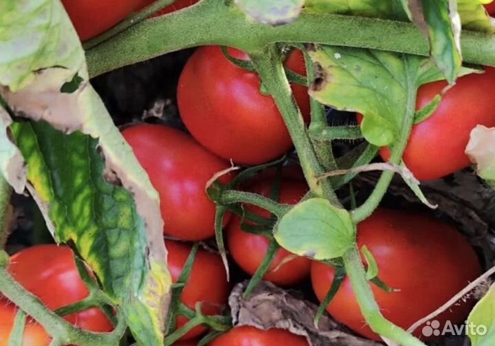 Помидоры