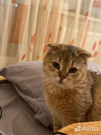 Вислоухий британец