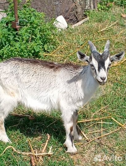 Козы и козлята