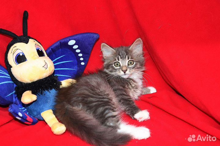 Серый Мальчик 3 мес