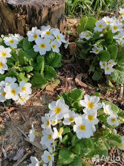 Луковичные растения на осень