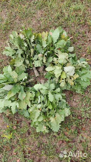 Дубовые веники