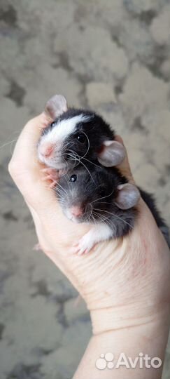 Крыса Дамбо и Стандрт девочки