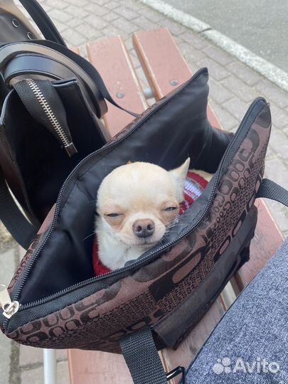 Чихуахуа мини