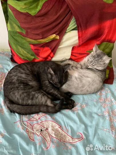 Кошки в добрые руки бесплатно