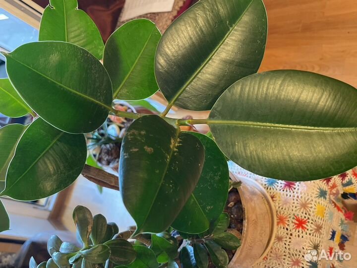 Комн цветок Фикус, 4 в 1