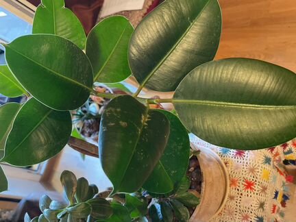 Комн цветок Фикус, 4 в 1