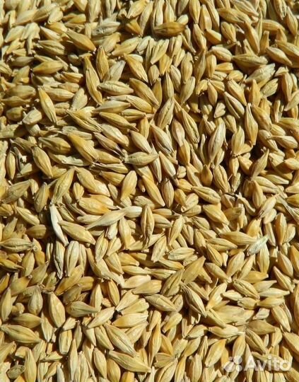 Пшеница,кукуруза,горох,отруби,жмых соевый,дерть