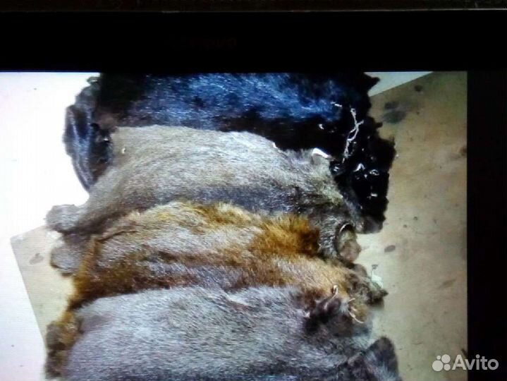 Шкуры нутрии